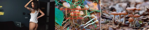 прущие грибы Бородино